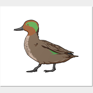 Drawing of Eurasian Teal Posters and Art